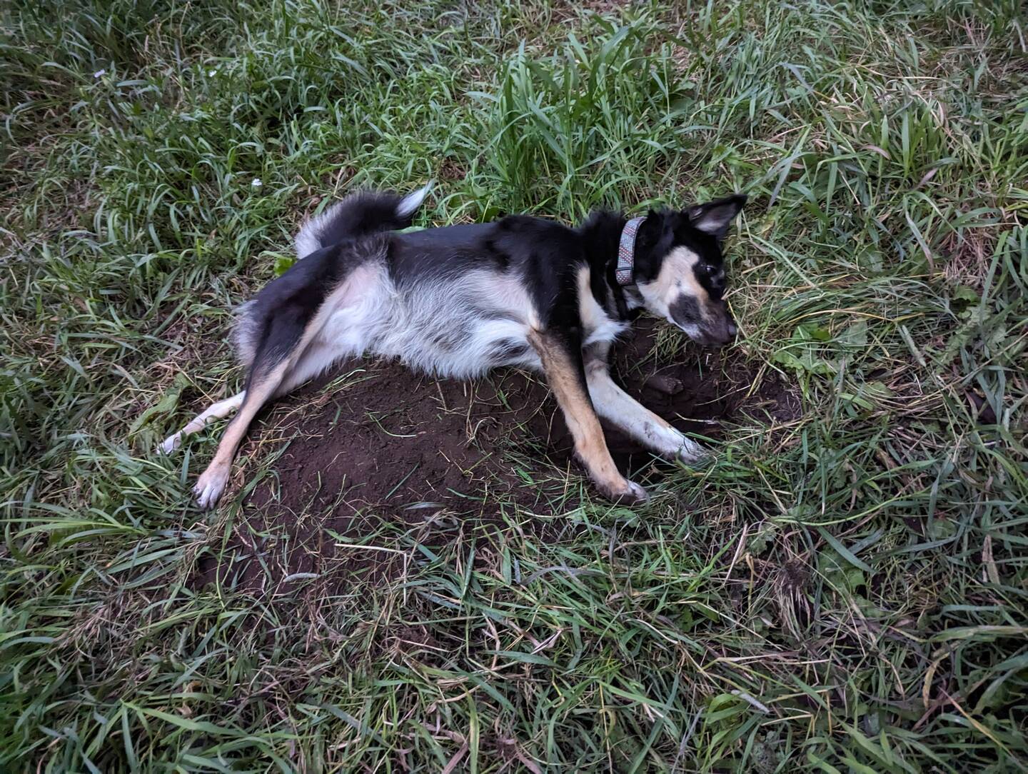 Della lies down like this to listen for movement underground.