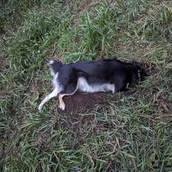 Della is looking into things.