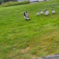 The honky neighbours