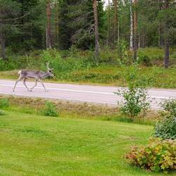 zum Glück können Rentiere nicht lesen...