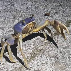 Eux aussi ils sortent de partout le soir les petits potes