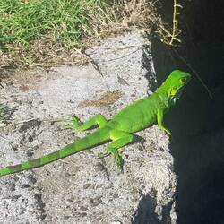 Ha peut-être à cause de lui !