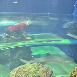 Getting up close and personal with the sharks