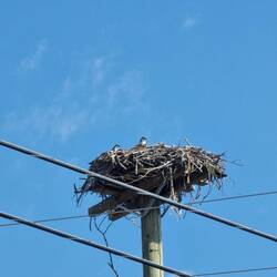 Osprey nest