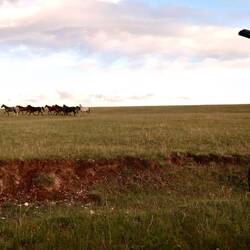 Eine Herde von Pferden schaute am Abend ein paar mal bei mir vorbei.
