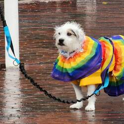 Puppy pride 🐶❤️