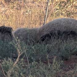 Camel sleeping at Sandfire