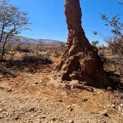 Termitenhügel - das sehen wir jede Menge