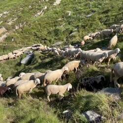 Auch auf Wanderwegen gibt es Stau