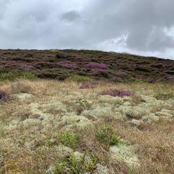 Die Heide beginnt schon zu blühen.