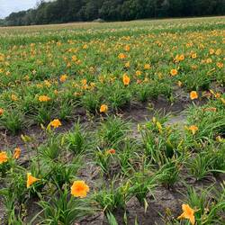 Es gibt auch noch Blumenfelder.