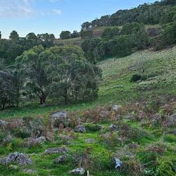 Mt Rouse Crater