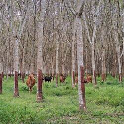 Umweltpolizei? Bei diesen Bullen im Kautschukwald durften wir nicht zelten.
