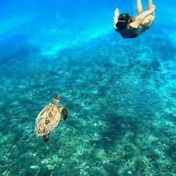 Jetzt no folgend die schöne Exemplar