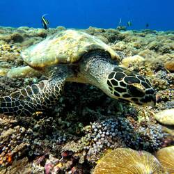 Aber es git au schöns, turtle z.B