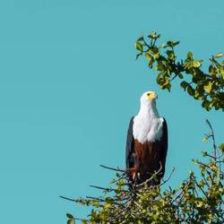 Schreiseeadler, Spannweite 2 Meter