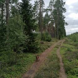 Blaubeeren ohne Ende