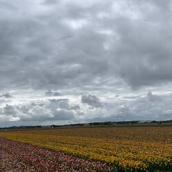 Und wieder Blumenfelder🤩