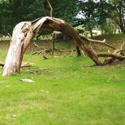 Wo rohe Kräfte sinnlos walten.