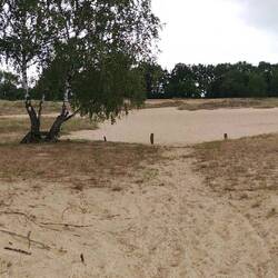 The Dune. Der Thimotée versteckt sich hinter der Birke