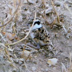 Frisch geschlüpfter Kronenkiebitz🐣