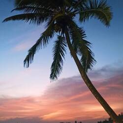 Palmen sind immer wieder schön!