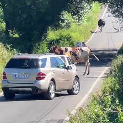 Tschuldigung, gehts hier nach Santiago? 🐄