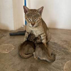 Chli mit Büsi gspielt hei mir ono😄