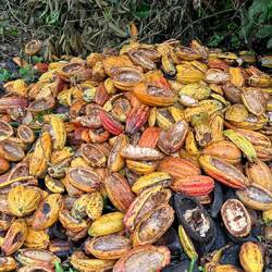 Leere Kaukaufrüchte