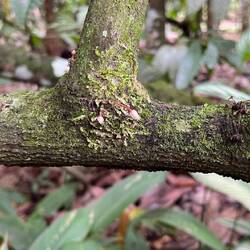 Blüten am Kakao-Baum