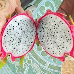 Obstauswahl - Oh, mmmmmmhhhh ...