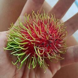 Corona 2.0? Rambutan gab es auch noch