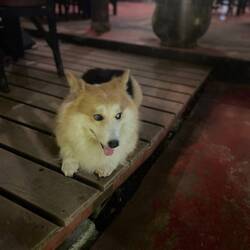 Richtig süßer Hund im Restaurant