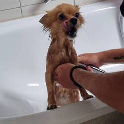 Nach dem wälzen in der Toten Maus 😵‍💫🤮