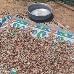 Mitten im Dorf trocknen Kokosnussstückchen neben den Fischernetzen