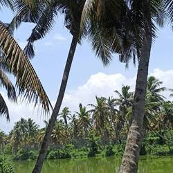 Die Spiegelbilder der Palmen haben es uns angetan!