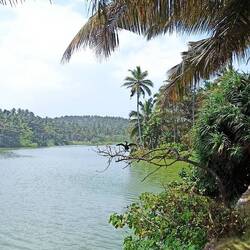 Kormoran in wunderschöner Landschaft