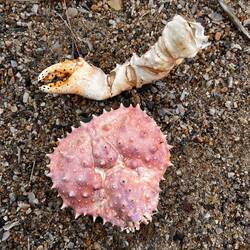 Fundstück am Stellplatz