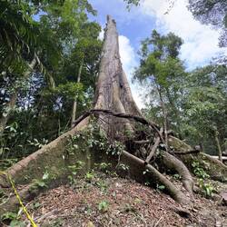 Auch ein 400 Jahre alter Baumriese fällt mal um