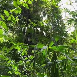Ganz schön laut im Wald
