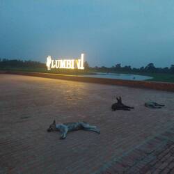 Hunde in "ich chille" Pose 😄