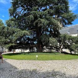 Deze Libanese cipres is in 1804 gepland en 31m hoog.