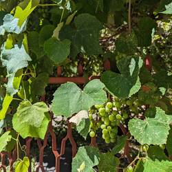 Grapes abound in this region. Probably Gewürztraminer, I'm told.