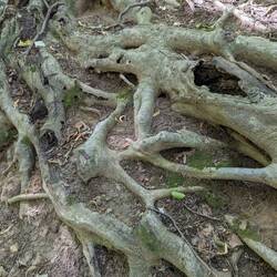 Roots, I'm thinking about 'em a lot