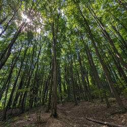 New-growth forest of birch and larch.