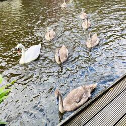 Schwäne die bei uns vorbeischwimmen beteln nach Abendbrot.