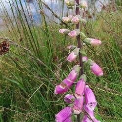 Schön aber giftig: Wie so manche(r)