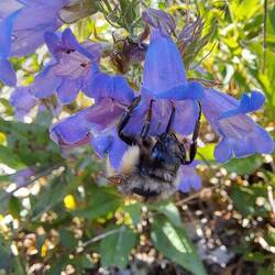 Dicke Hummel! Mit dickem Rüssel!