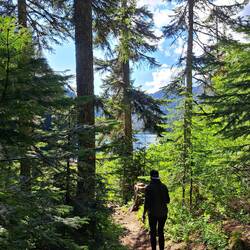 Der Wald lichtet sich...