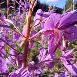 Diese bezaubernde Pflanze sieht man recht häufig in Kanada, die Tiere lieben sie.